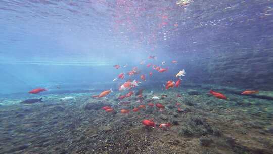 济南趵突泉水下锦鲤鱼群