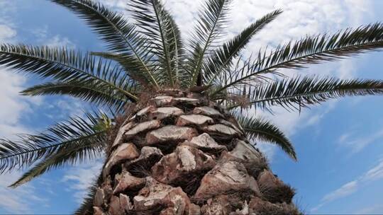 蓝天下的棕榈树特写