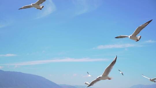 大理洱海上蓝天白云下飞翔的海鸥