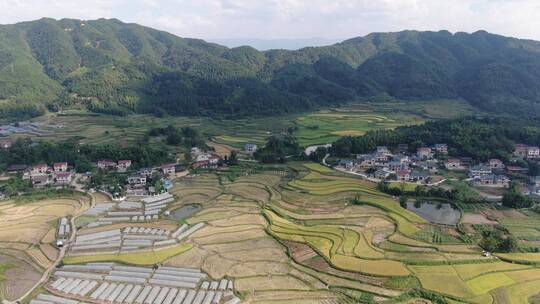 航拍美丽乡村金黄稻田农业种植