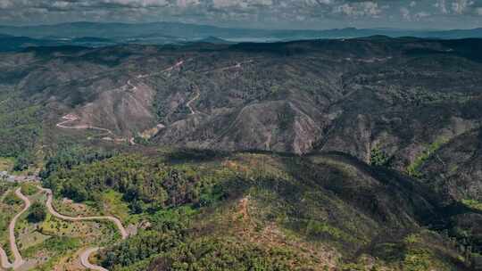 大火烧山后枯黑的森林视频素材模板下载