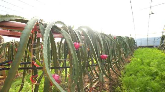 火龙果树 火龙果种植基地