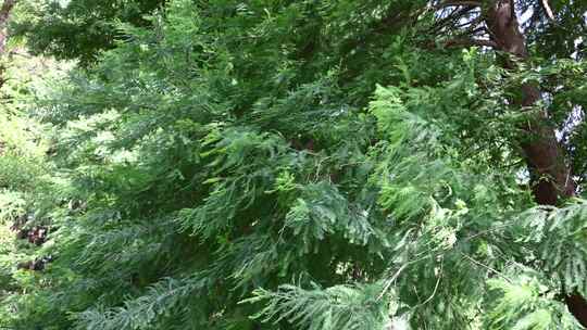 茂密翠绿杉树树木枝叶