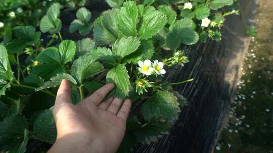 凤梨草莓 草莓 草莓叶 草莓幼苗 植物 水果