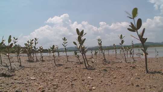 广西北仑河口红树林植物实拍视频