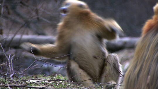 金丝猴追逐