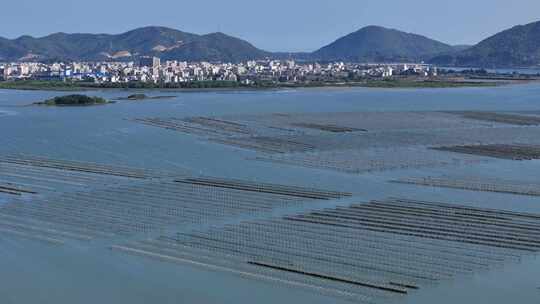 生蚝海上养殖场壮观景象