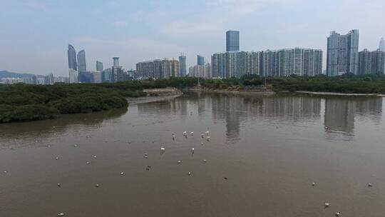 深圳湾鸟类栖息地自然风光视频