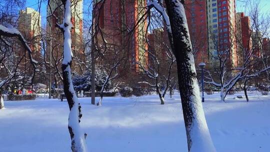 冬天公园老树小河雪景