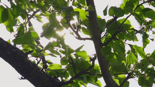 绿叶在树上早午餐，阳光透过天空，随风摇曳视频素材模板下载