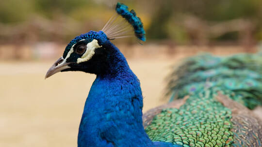 孔雀园群鸟嬉戏