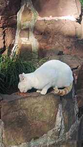 上海曲阳公园里觅食的流浪猫