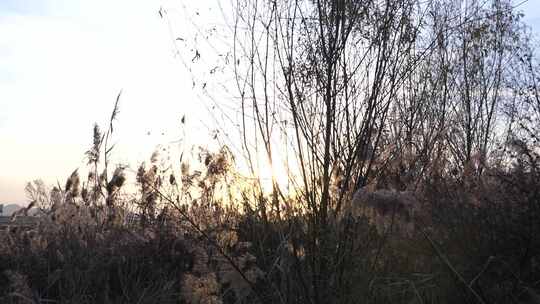 芦苇 植物 草 花 夕阳 阳光 夕阳 落日 天空