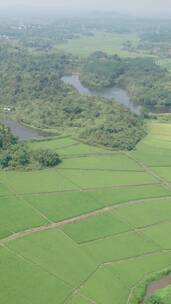 航拍乡村绿油油的稻田自然景观