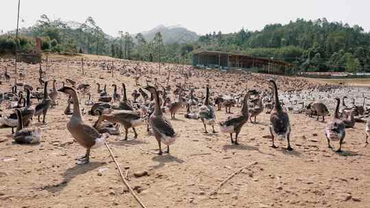 清远黑棕鹅养殖基地实拍素材