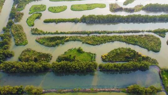 春天广州海珠国家湿地公园航拍