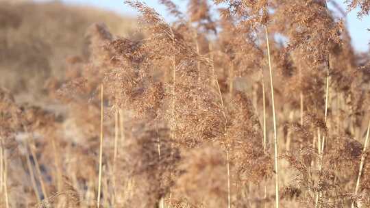 芦苇 飘荡 秋天 初冬 河边