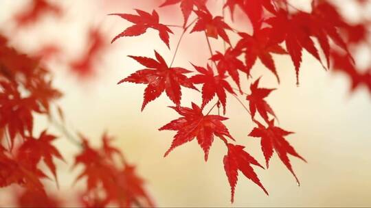 秋天的红枫叶