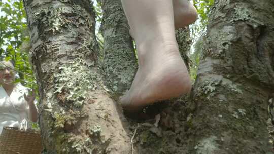 云南西双版纳少女赤脚攀爬百年野生古老茶树