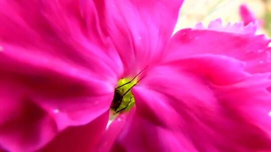 粉红色花朵里的昆虫视频素材模板下载