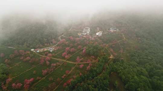 航拍无量山樱花