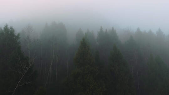 航拍森林薄雾视频素材模板下载