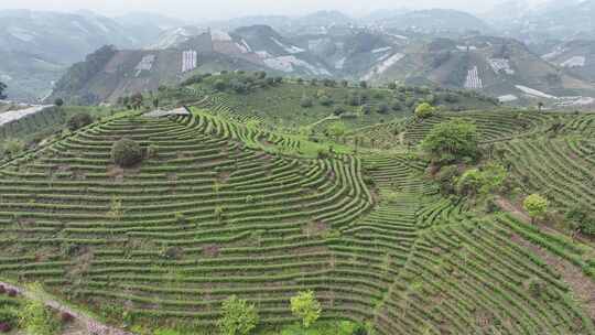 航拍绿色有机茶园