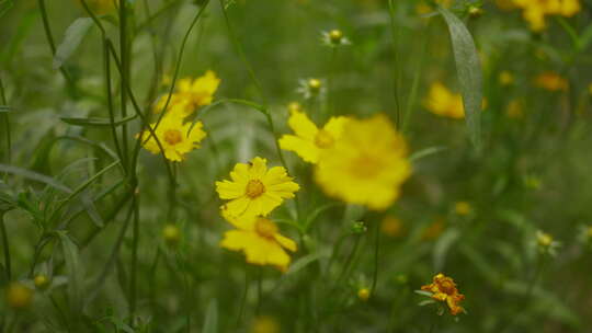 户外野花 山野 野菊花 花海