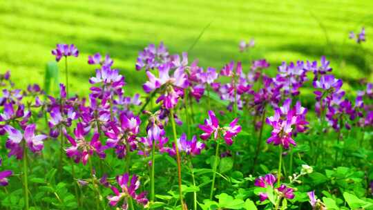 春天紫云英花海唯美意境景色景物