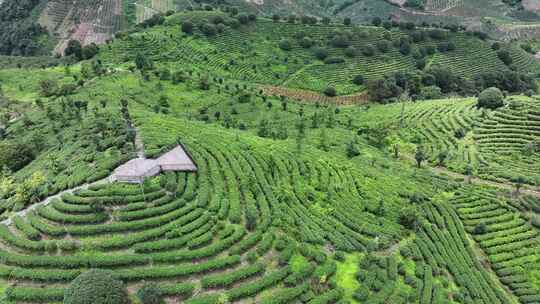 航拍高山绿色有机茶园