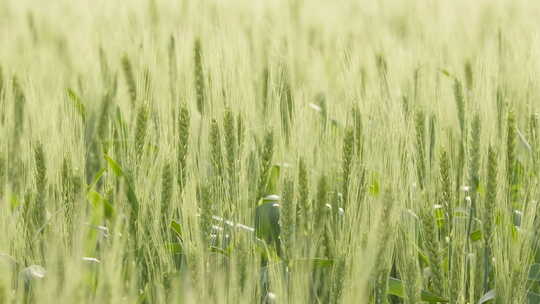 春末夏初农村田野小麦成熟