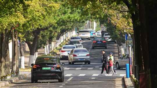 林荫大道马路开车车流视频素材模板下载