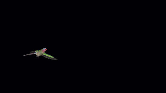 鹦鹉鸟-澳大利亚公主-飞行过渡-I-Al