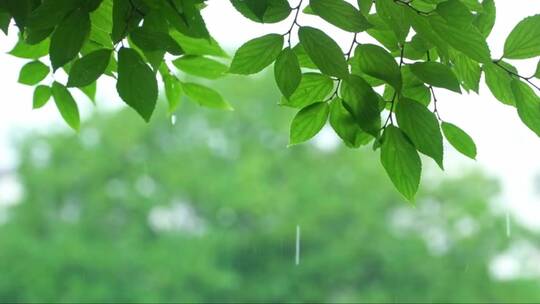 雨水打落在树叶上