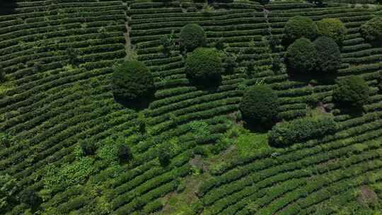 茶叶 茶园 抄茶 中国茶