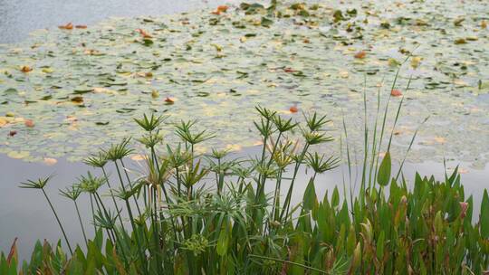 湖边水草风吹芦苇大河江河江边湖泊湖畔岸边