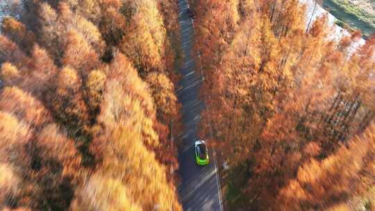 塘下公路 汽车行驶 水杉林