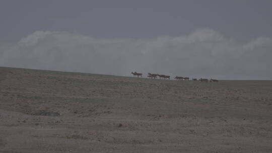 青海省三江源可可西里无人区藏羚羊群白天02视频素材模板下载