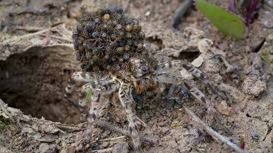 蜘蛛，Lycosa，中国狼蛛，狼蛛