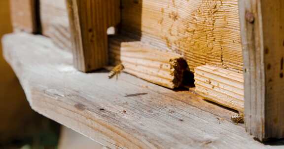 蜜蜂养殖，养蜂人