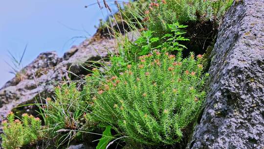 夏季高山草甸牧场绿色植物草地野花