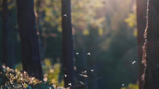 夏季森林中的蚊子飞虫