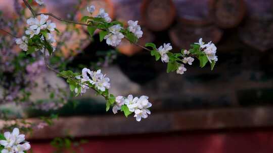 故宫红墙春花｜古建筑春暖花开｜立春春分