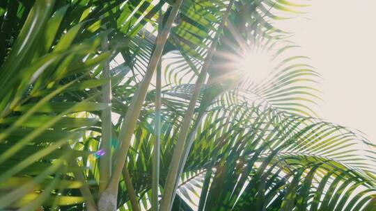 棕榈叶吹着天空和阳光