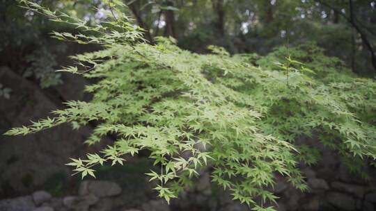 杭州凤凰山万松书院风景