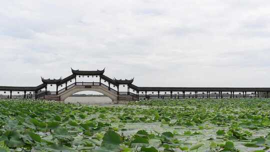 江苏昆山锦溪古镇荷叶随风摇曳空镜慢动作