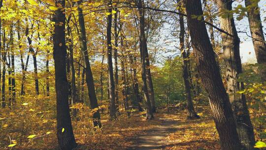 秋天季节下满是金黄落叶的林间小道