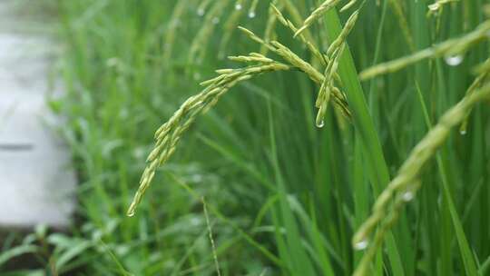 雨天稻田 水稻 稻穗 水稻丰收 水稻生长