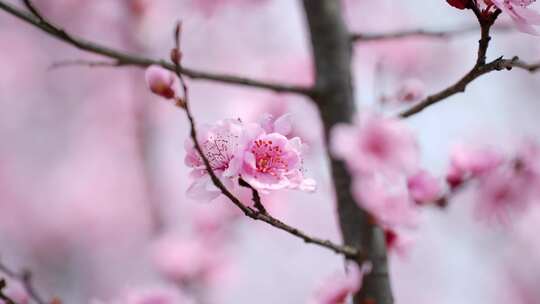 春天的樱花桃花