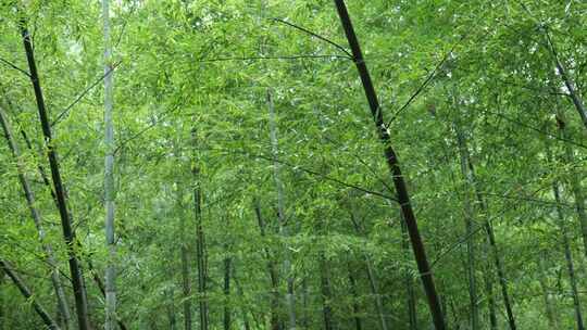 下雨天竹林景观特写，竹节挺拔竹叶繁茂